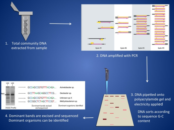 5 Microbial Fingerprinting Methods