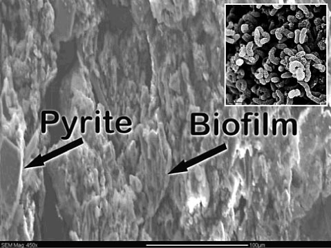 Image-In Situ Biological Treatment Figure 1-2