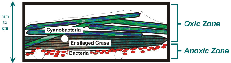 Image-Microbial Mats Figure 1-1